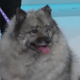 Illustration for article titled Saturday Night Social: Kasey Claims the Title of Worlds Cutest Rescue Dog